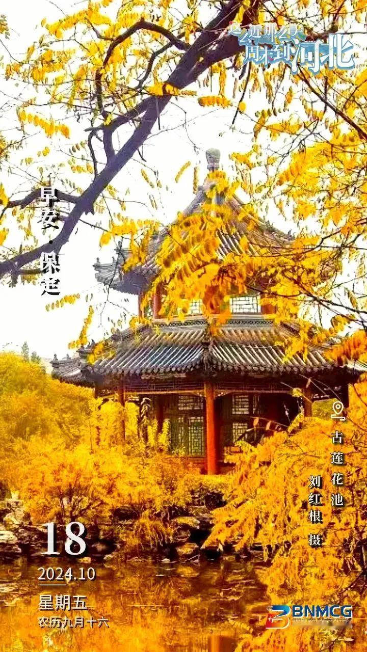 #秋日景色随手拍#美丽银杏树！