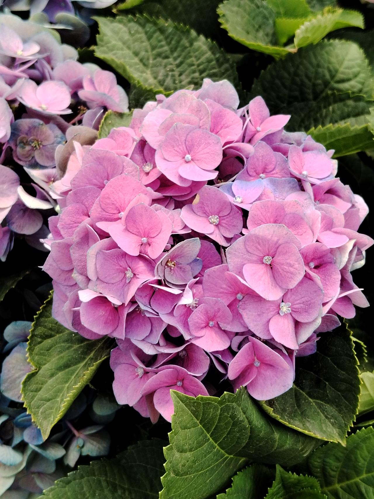 女嘉宾只要和费*清共同上节目一般比较能放的开。在这么帅的小哥面前，女嘉宾说话也是