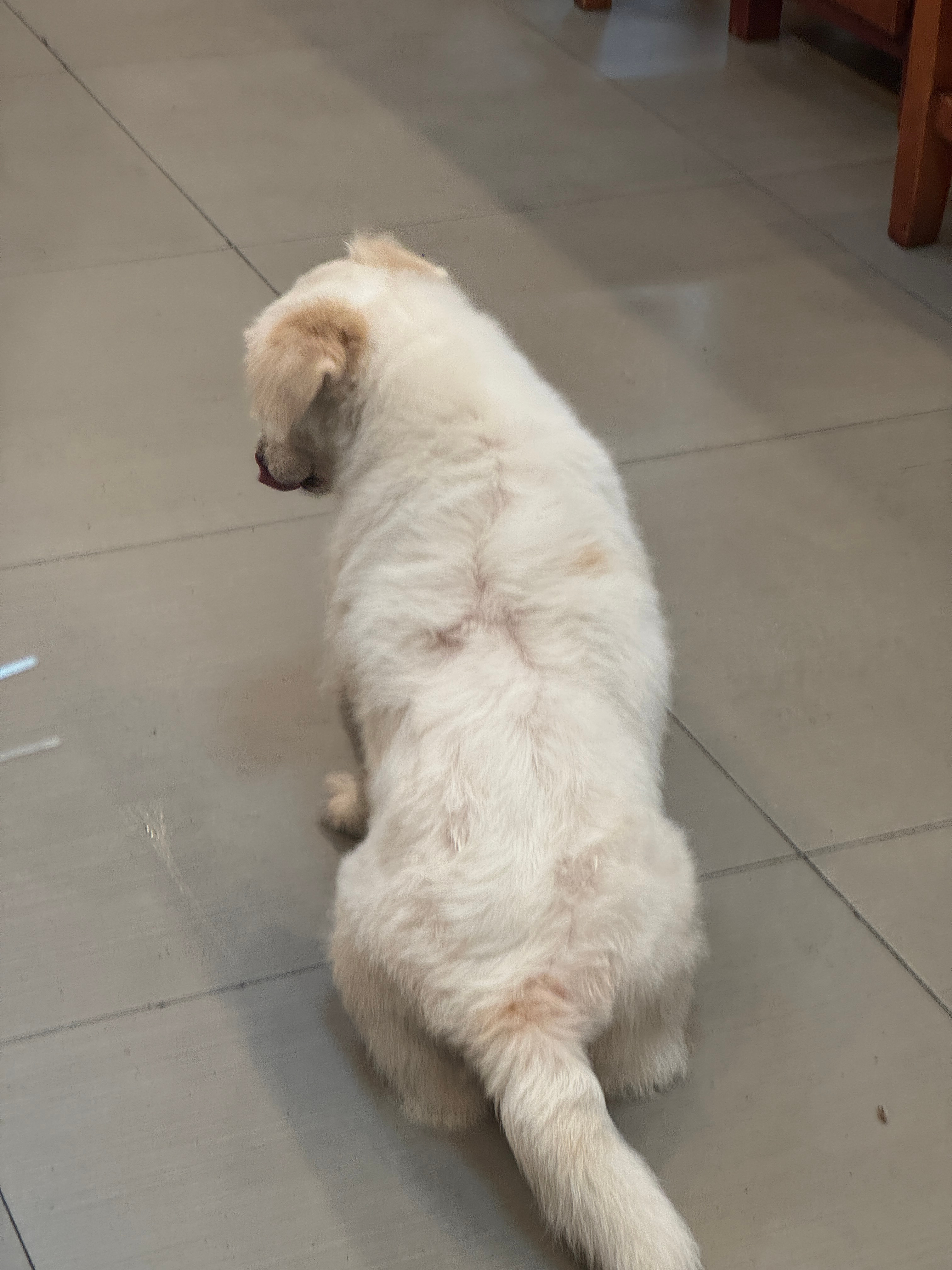 火锅店的小狗，膀大腰圆  ​​​