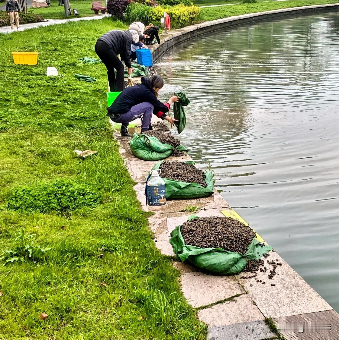 今晨在金鸡湖边，看到放生螺蛳的人们。
本是怀着善意，可这放生背后却可能藏着隐患。