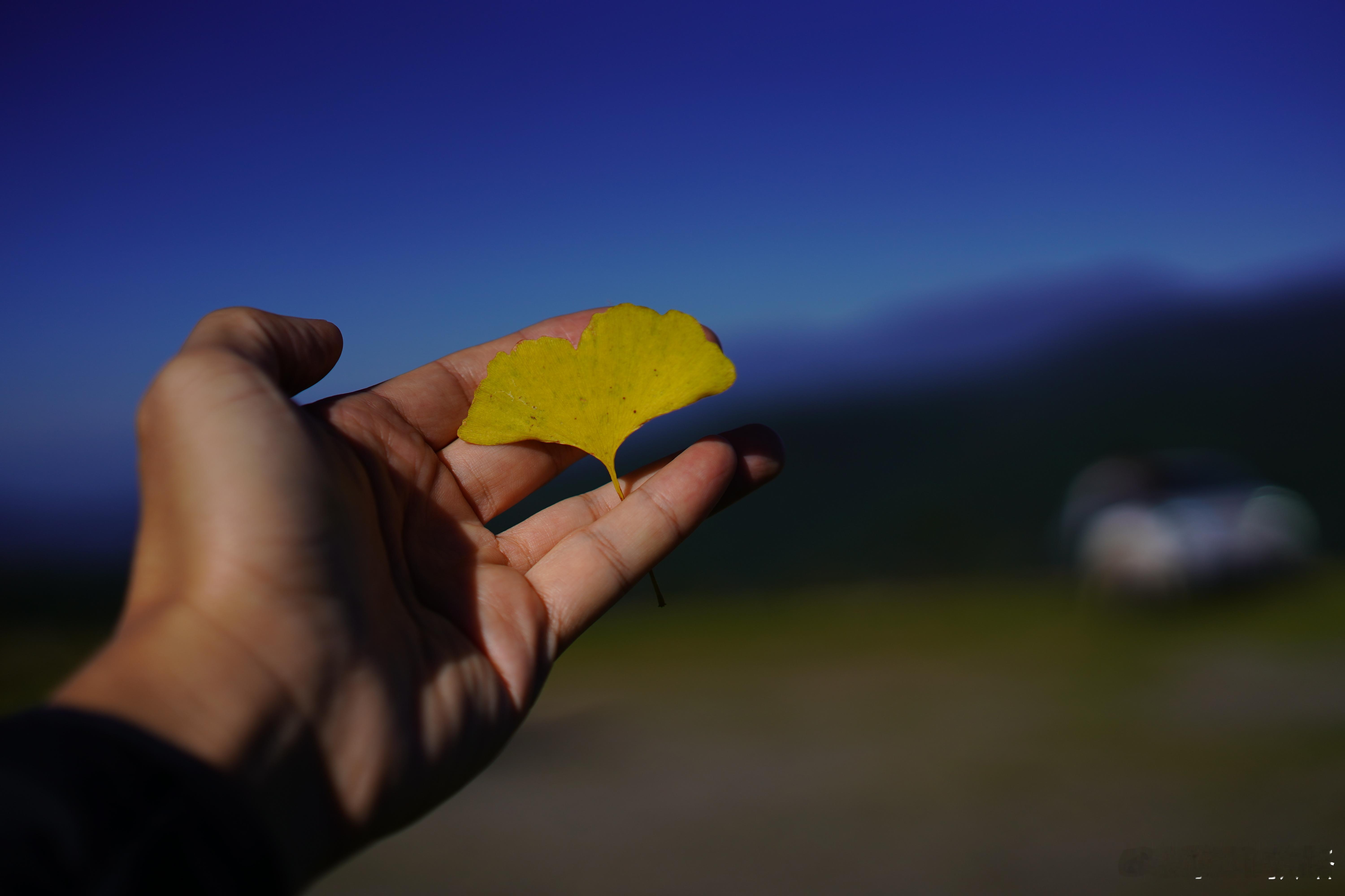 又是500万反正，今天去到银杏村，唯一看到黄叶就是这片漂落在车里的顺便带到另一地