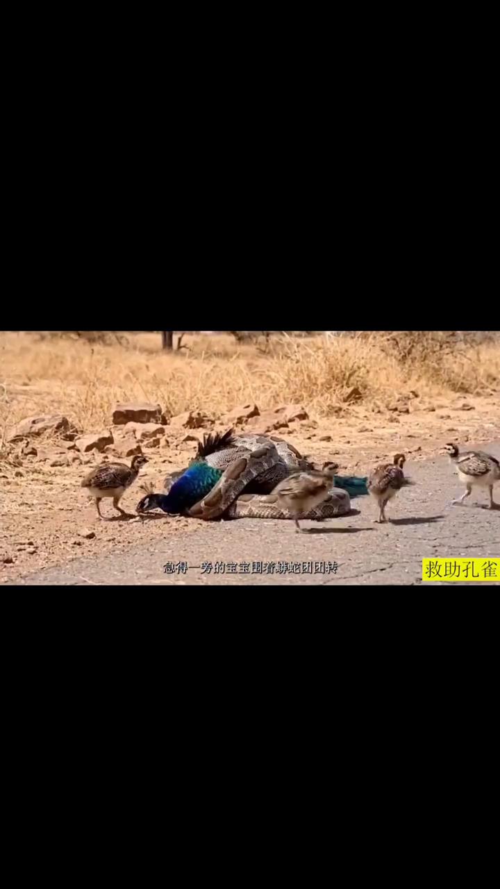 这只中国孔雀为了保护孩子被非洲巨蟒偷袭死死缠住身体，它拼命挣扎，马上就要被勒死。