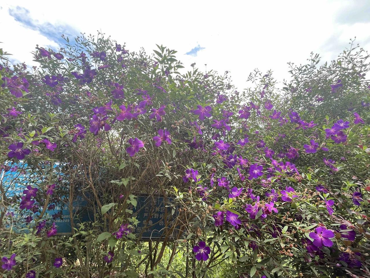 上联：青山依旧，怎么对下联几度夕阳红