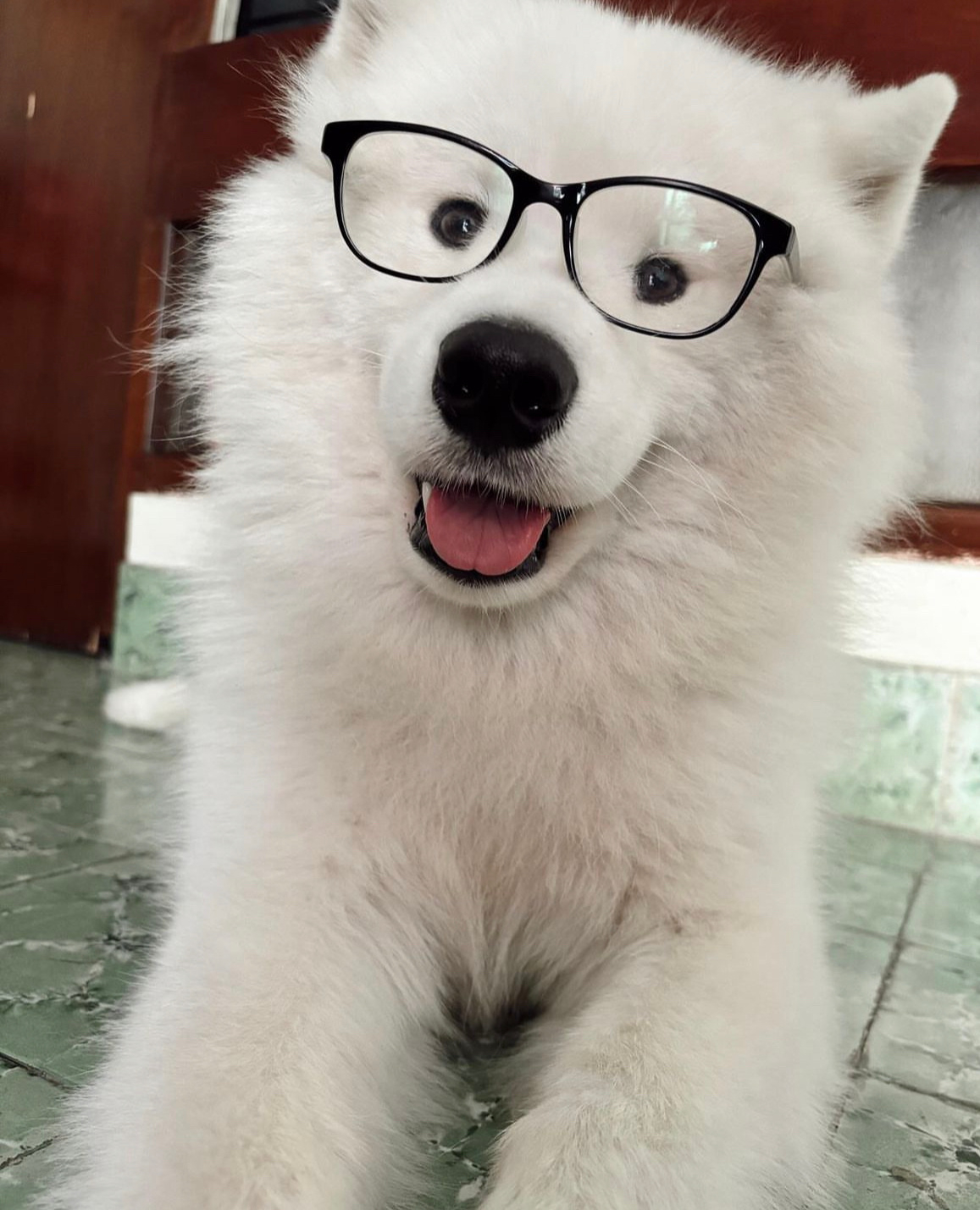 耶耶，你读书不好怎么也带上眼镜了 