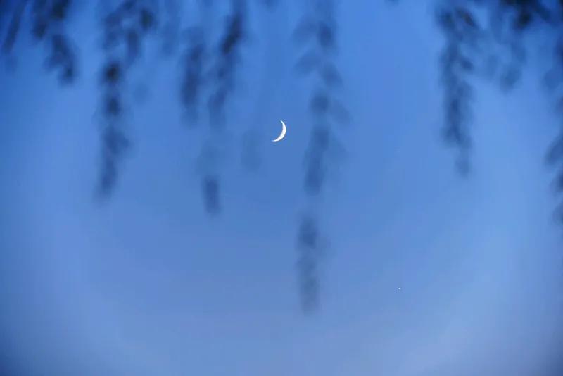 七绝 寅夜风轻
寅夜无声眉月小，
风轻浅浅暗香催。
幽人自向刘伶醉，
东篱采菊陶