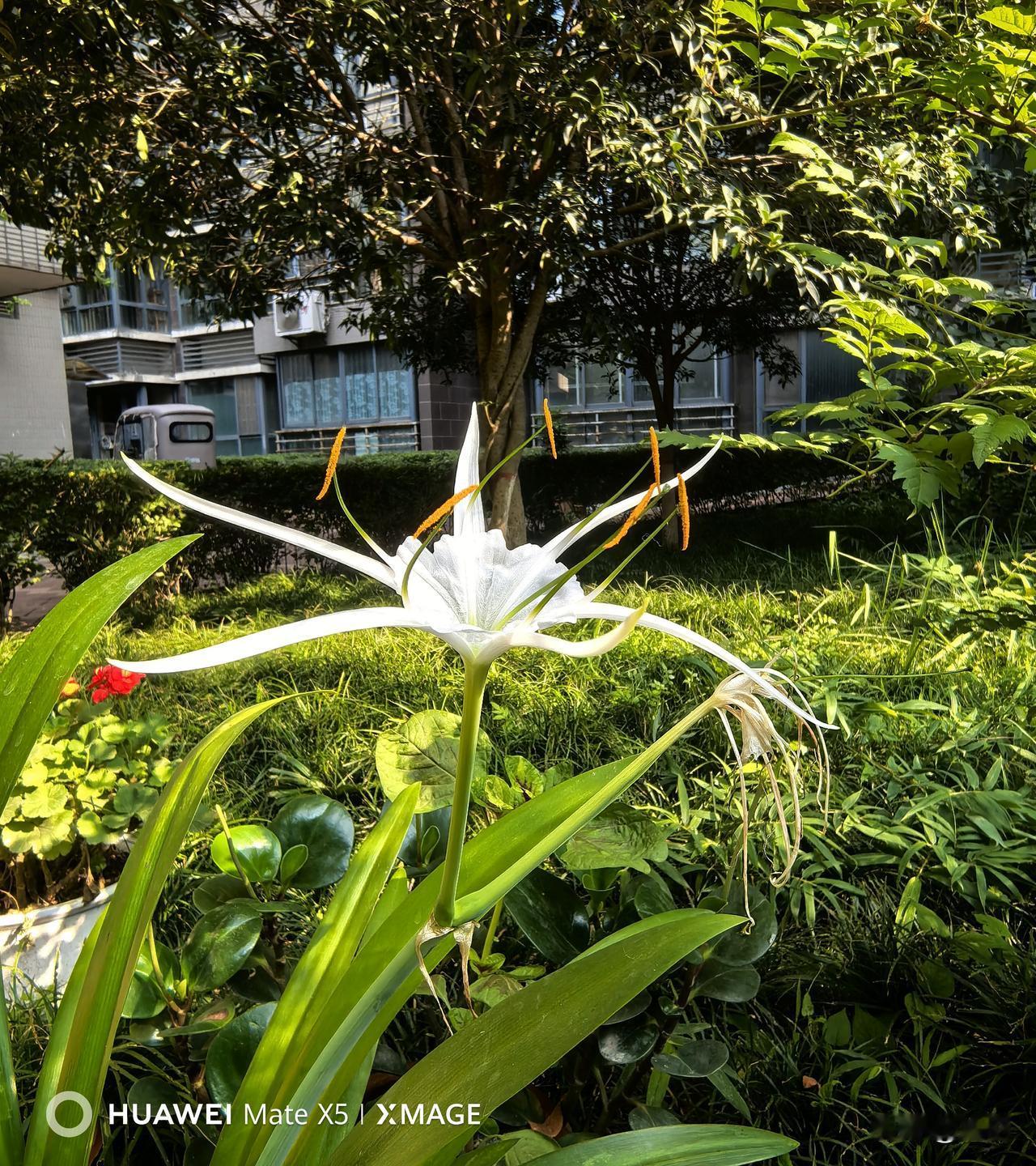 偶遇水鬼蕉：形似白蜘蛛，清雅藏于市井小区
 
漫步小区，邂逅一丛水鬼蕉，大家也叫