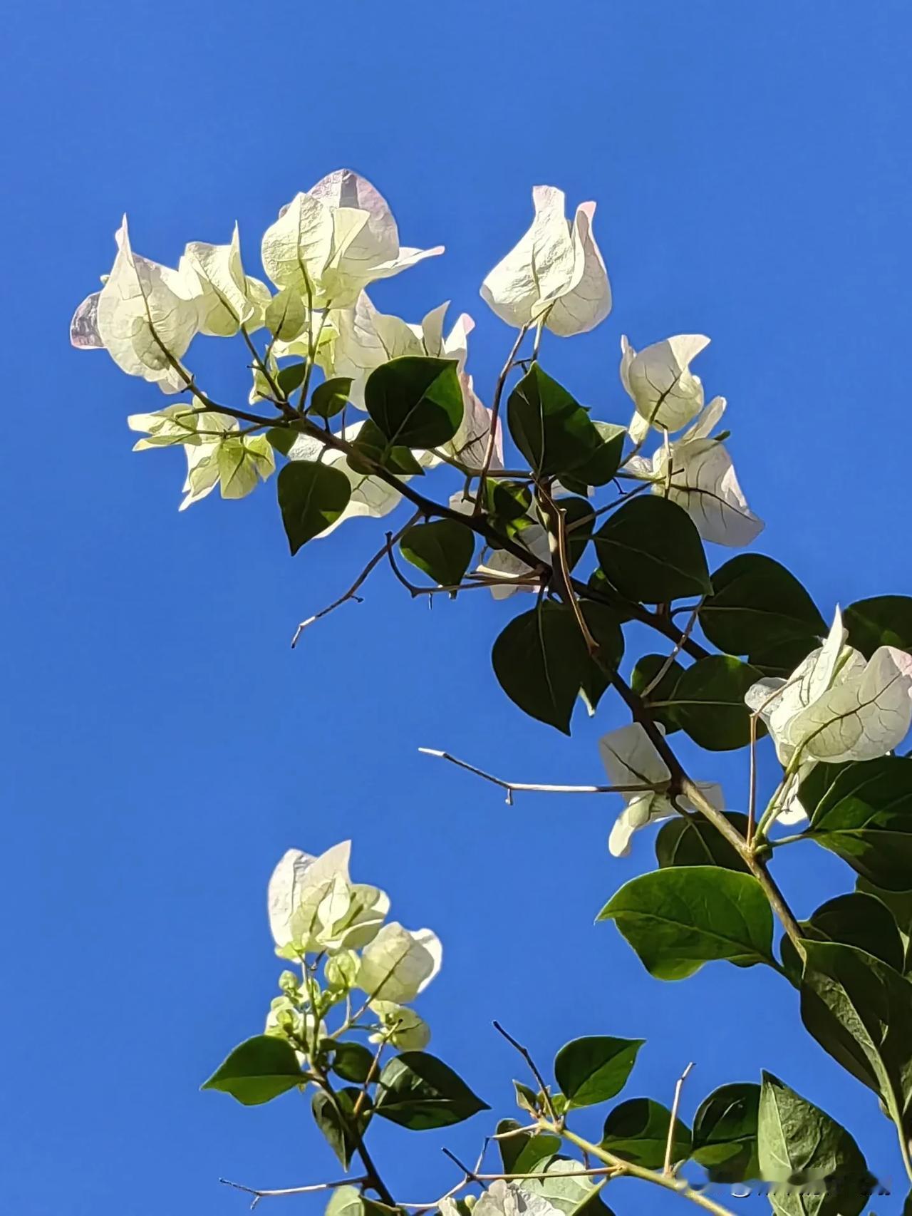 冬天的深圳是这样的，如同春暖花开的春天。但是深圳人却非常珍惜降温后的深圳的冬天这