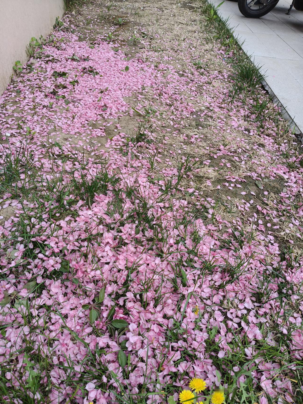 分享一张你的随手拍气温慢慢升高，春天即将结束，夏天将要来临。春风一吹，花瓣掉落！