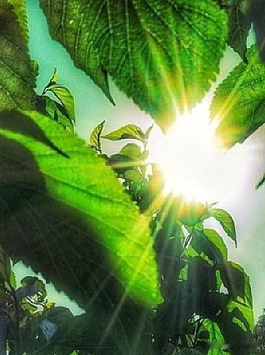 一篇短文，让人无语！
整车整车的上等野生黄芪，被运走，出国了。

药农语气无奈、