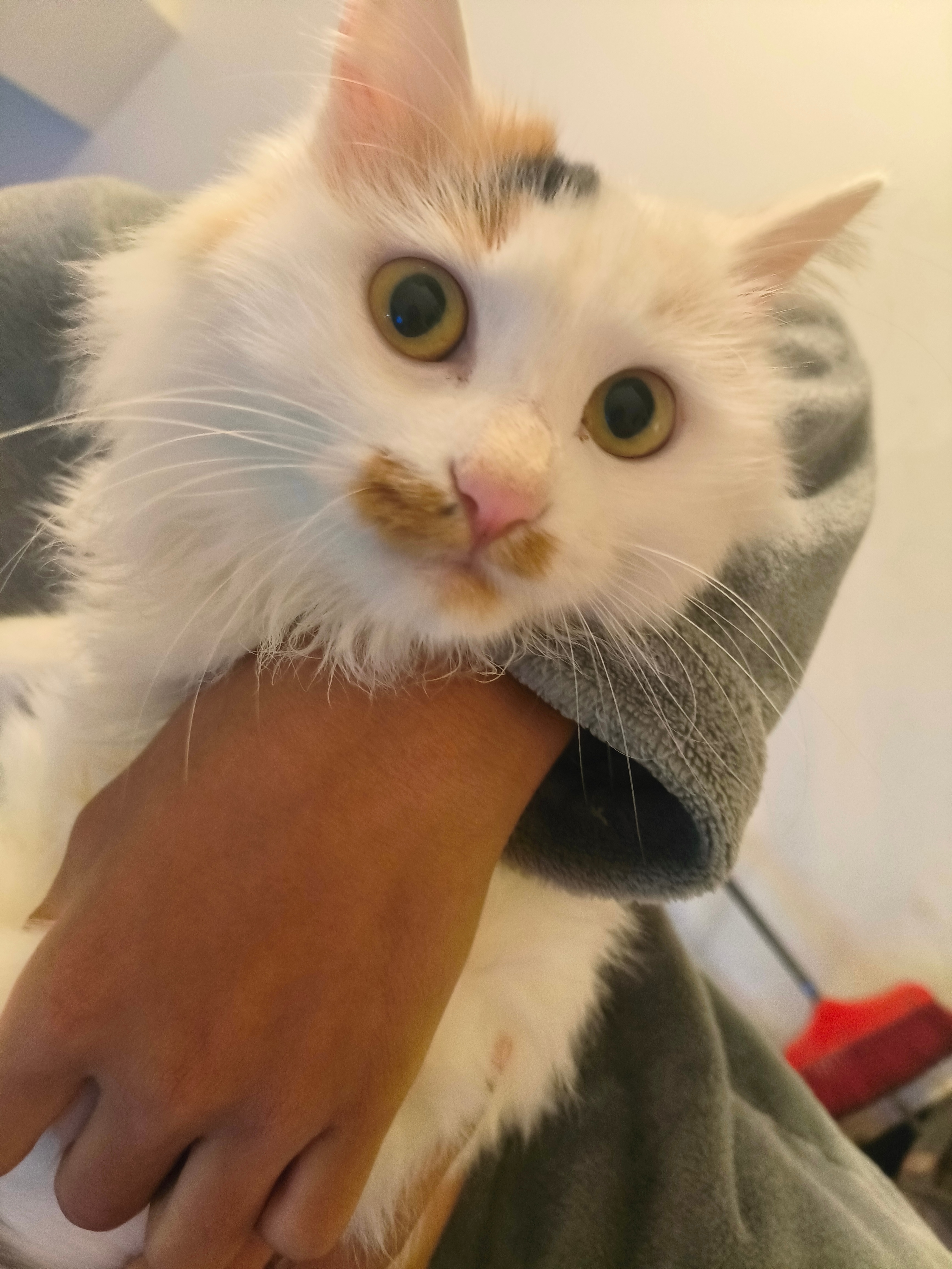 看看我家喵咪😸，被我儿抱着快撸变形了🤣。每次两个娃放假，我家猫🐱跑的贼快，