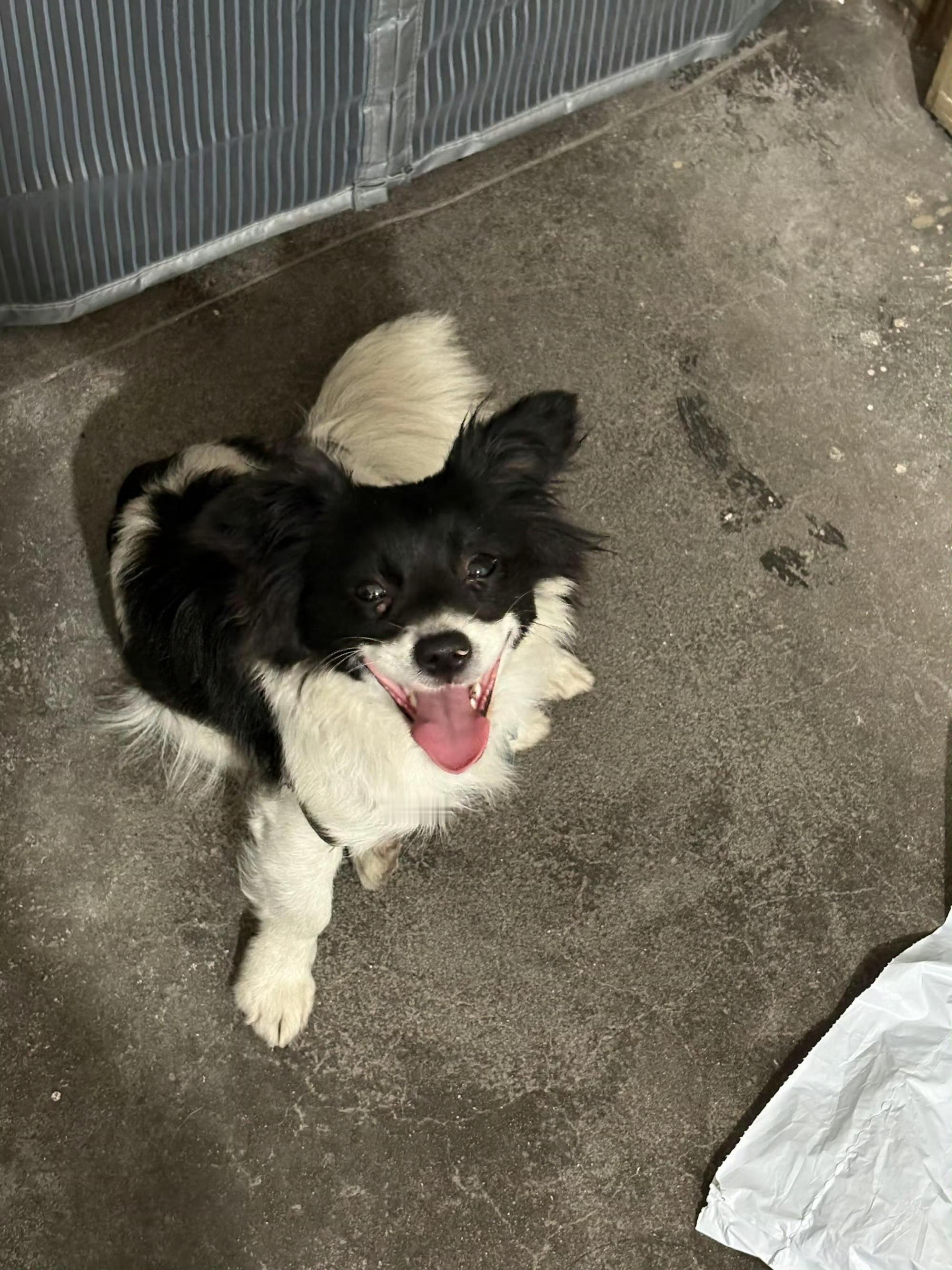 宁波网友捡到一条小狗寻铲屎官 帮扩‼️宁波📍谁家狗丢了🐶铲屎官快来领走🥺帮