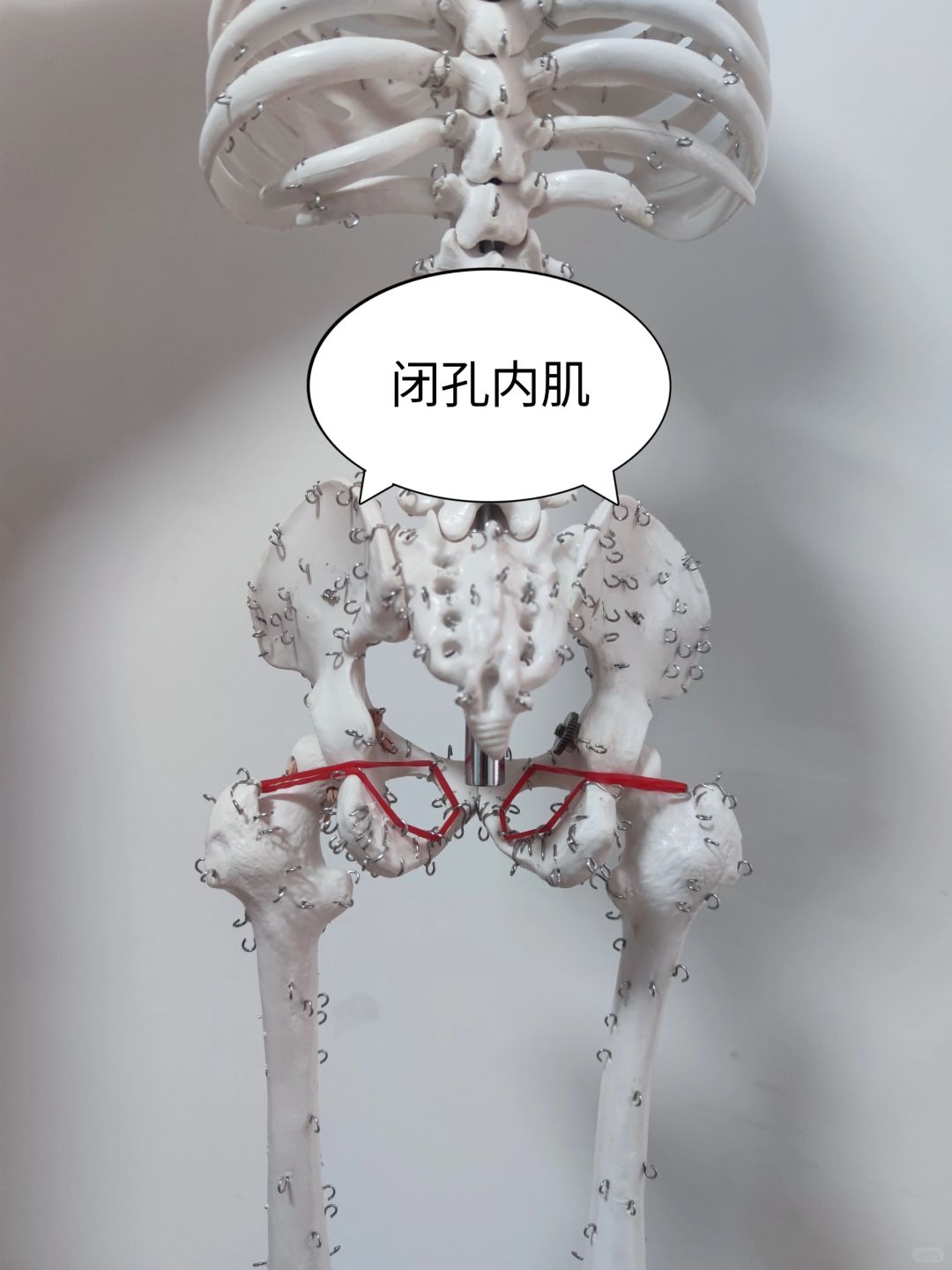 闭孔内肌