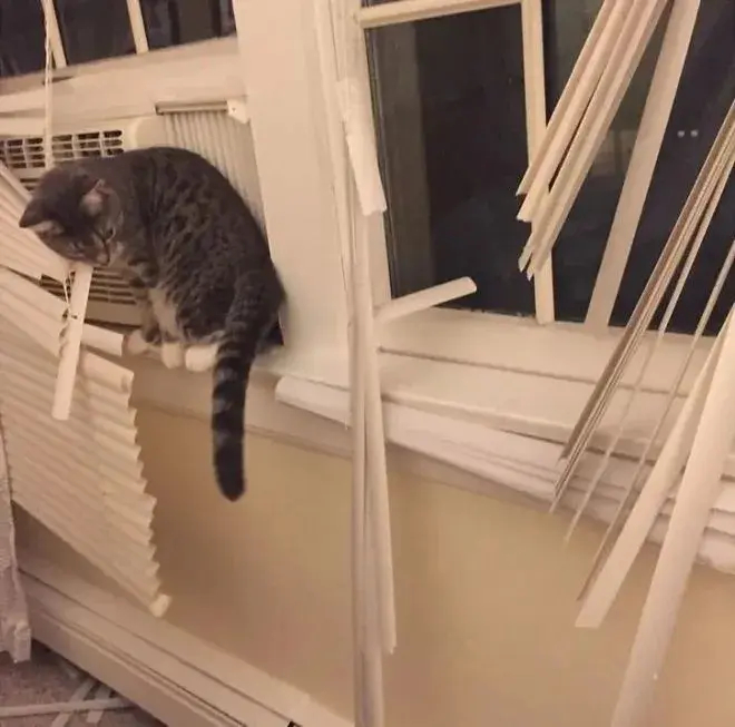 养猫的气愤时刻制郁主人#这个世界不能没有小猫 ​​​