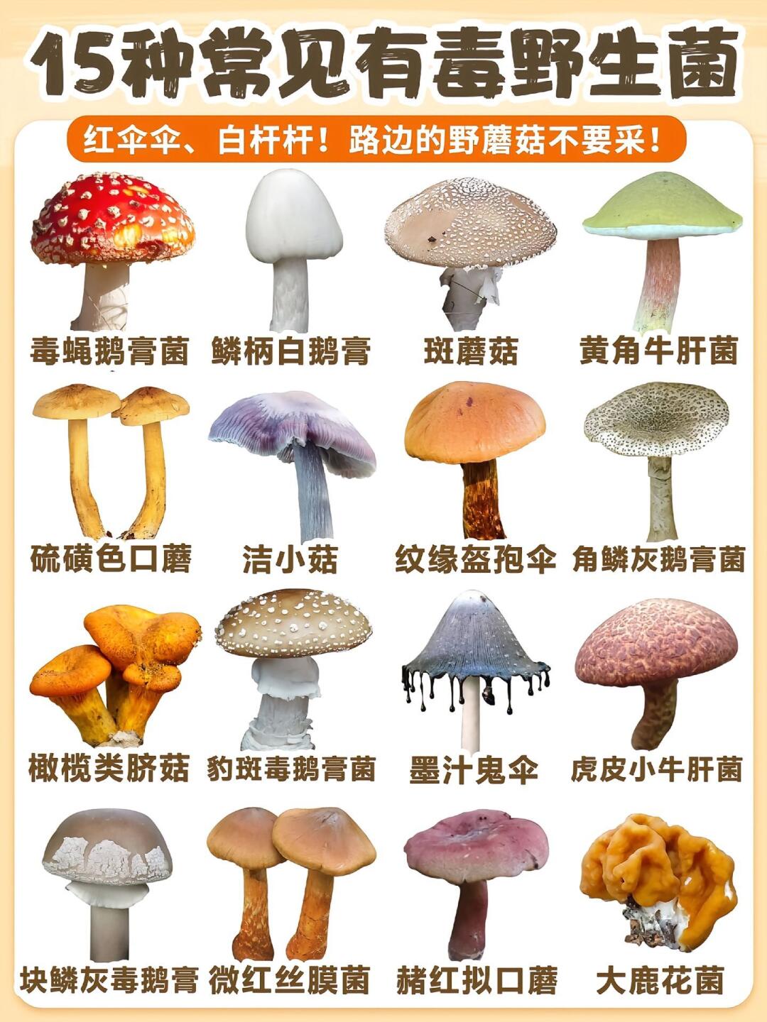 🔥 路边的野蘑菇不要采！15种剧毒野生菌图鉴