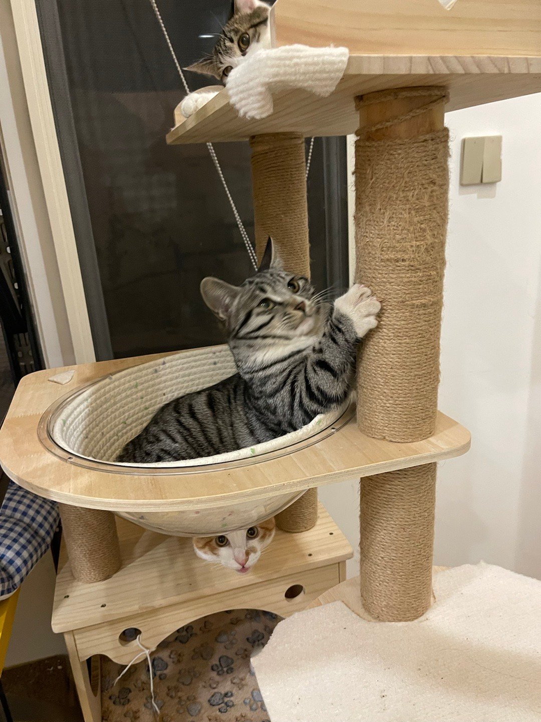 怎么说呢，小魔丸皮蛋蛋把家里折腾得像被炸过一样……收拾了一小时。好在，猫咪安好。