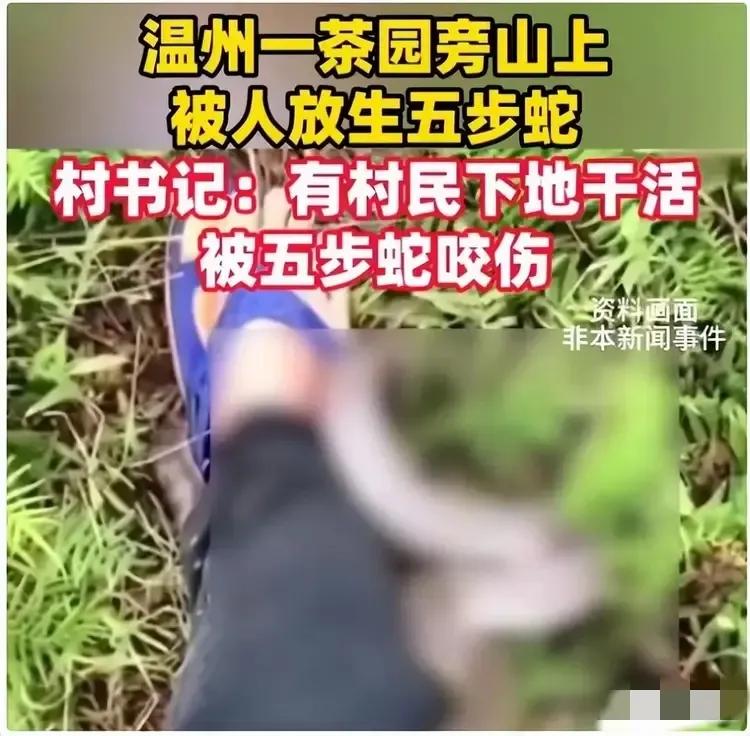 放生毒蛇应该按投毒罪判刑。
近日，温州被爆出有外来人在茶山放毒蛇，而且还放生了两