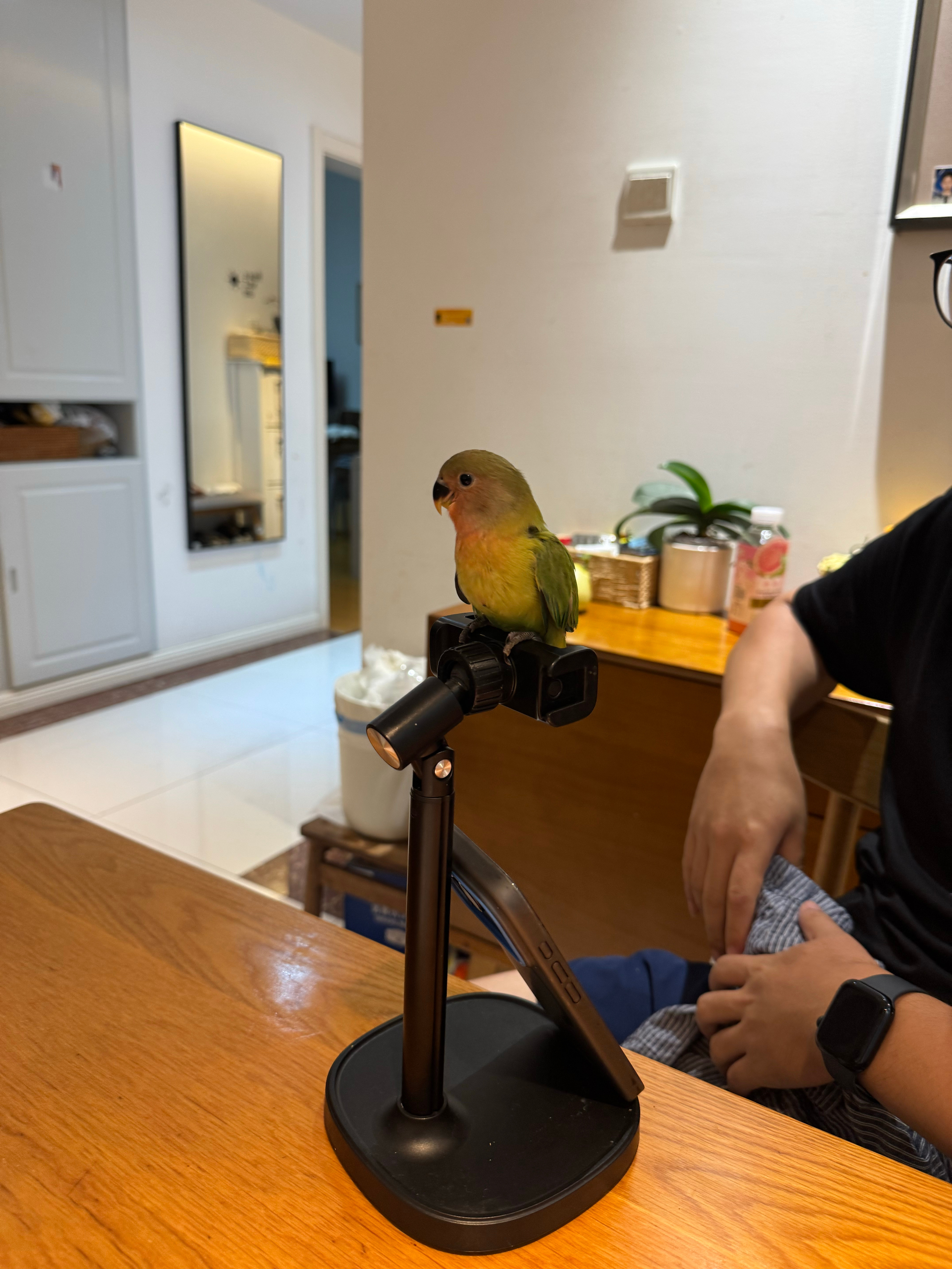 小鸟真的很可爱(˘▽˘)っ🐦 