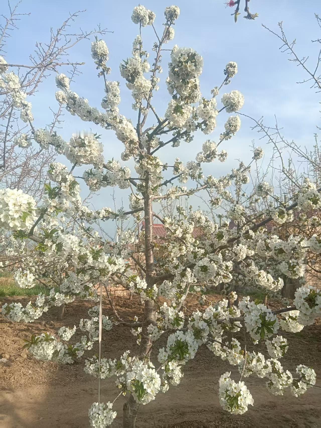 足浴店老板娘说:
有些女技师在房间里面跟男客人嘎吱嘎吱，这种臭不要脸的行为，是可