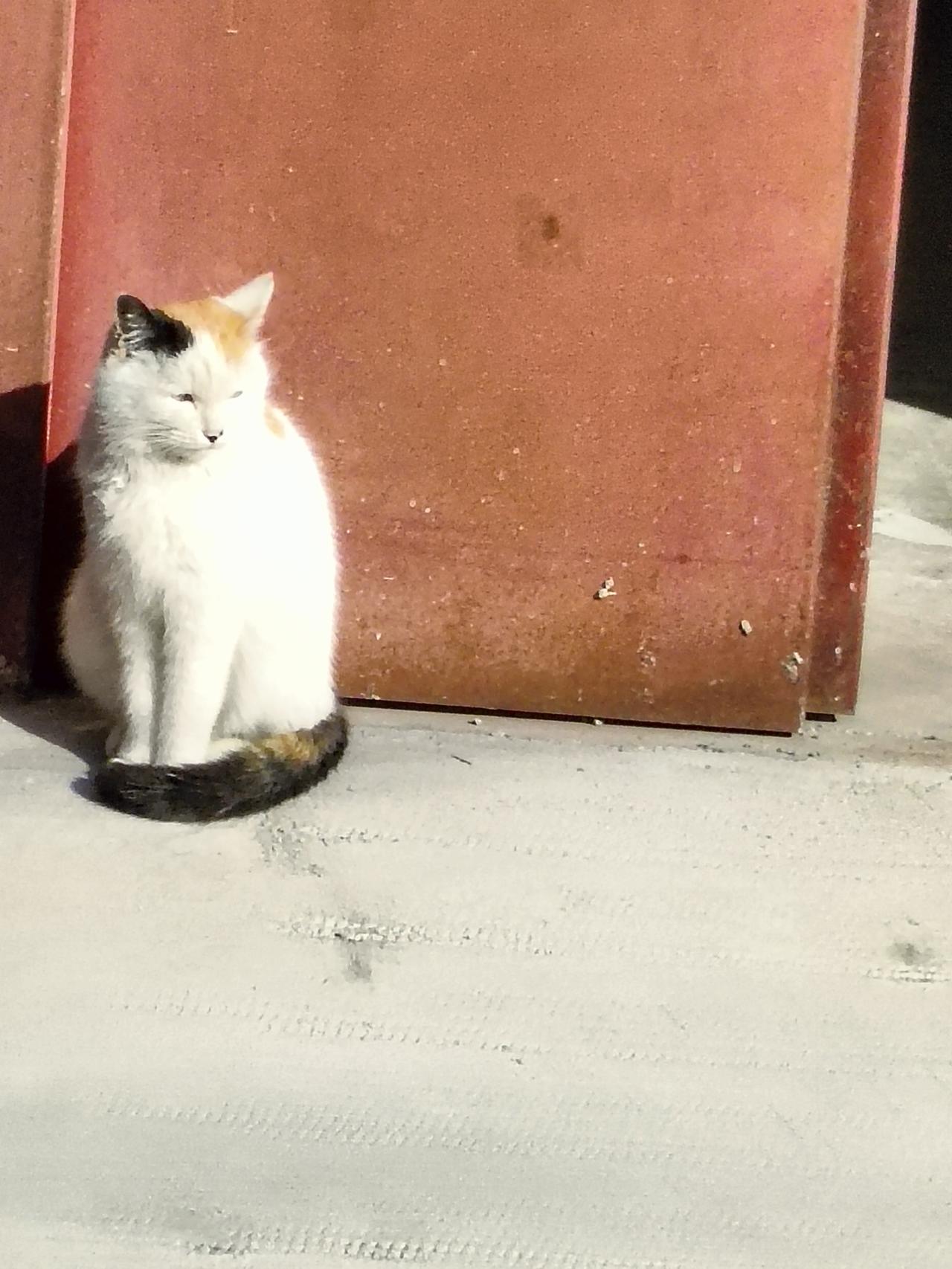 🐈 红墙把阳光焐得暖烘烘，猫咪蜷在光影里，绒毛都浸着午后的慵懒与温柔。
☀️ 