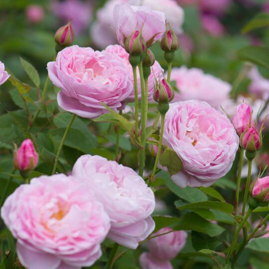 安妮女王 Queen Anne