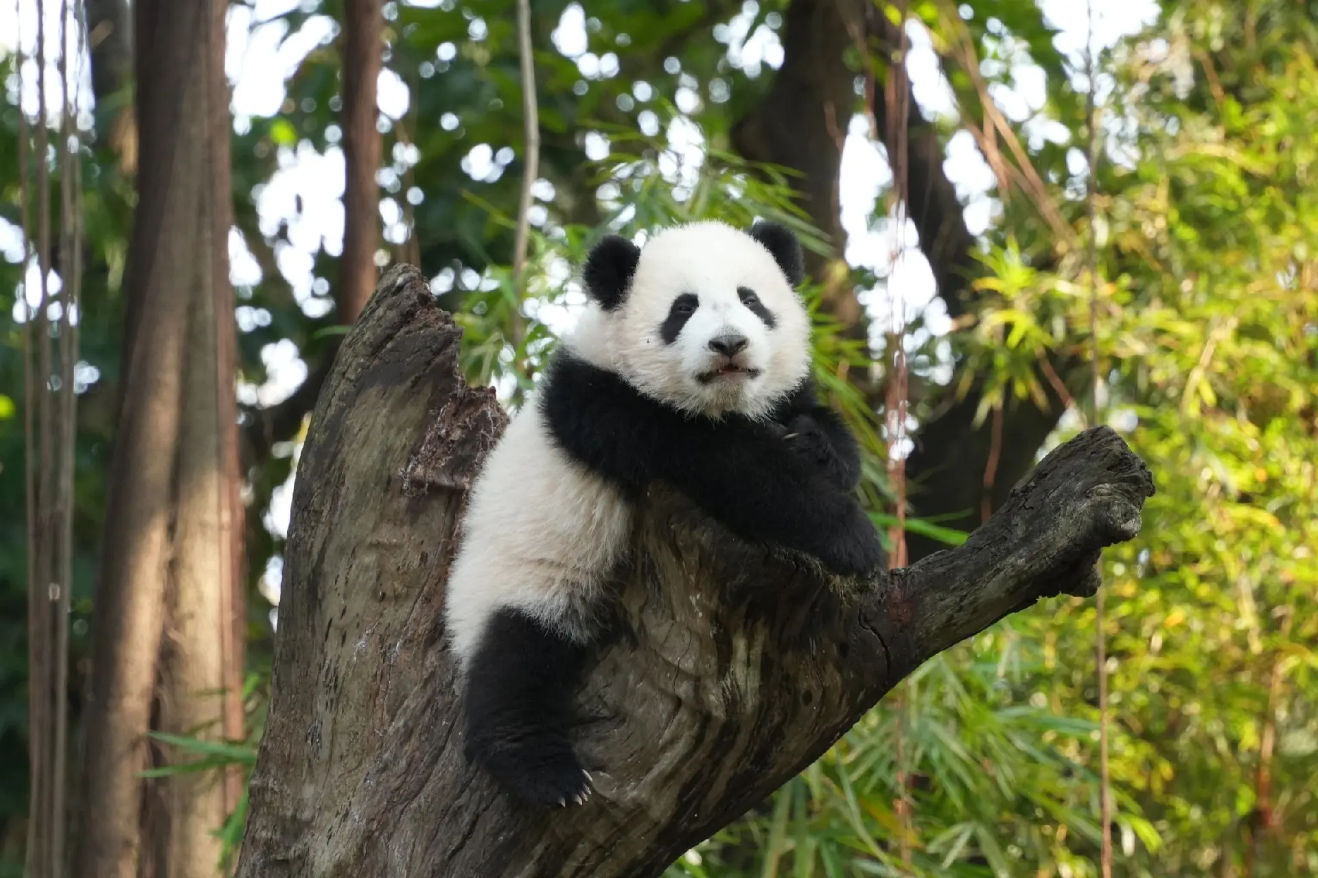 妹猪登顶图。