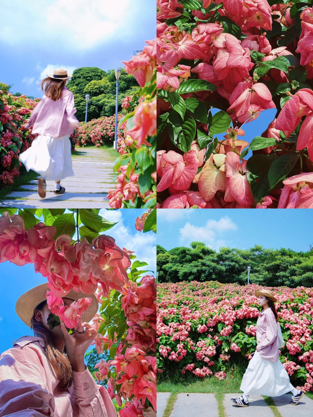 深圳湾「夏日粉色花海」开爆了🌸浪漫限定