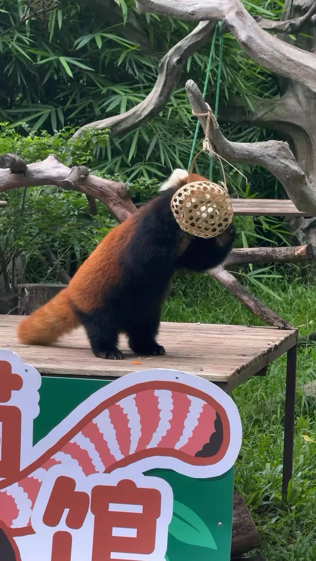 蓬松红糖馒头与小方包🍞