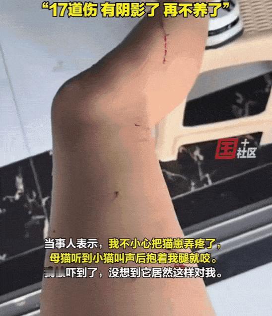 万万没想到！江苏淮安，女子养的猫生了4只猫崽，她在给猫崽喂食的时候，不小心弄疼了
