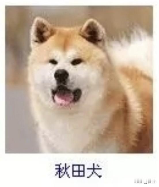 菩萨蛮7·秋田犬
       金茸轻裹温风里，软毛匀缀晴光绮。眸底载深忱，舌含