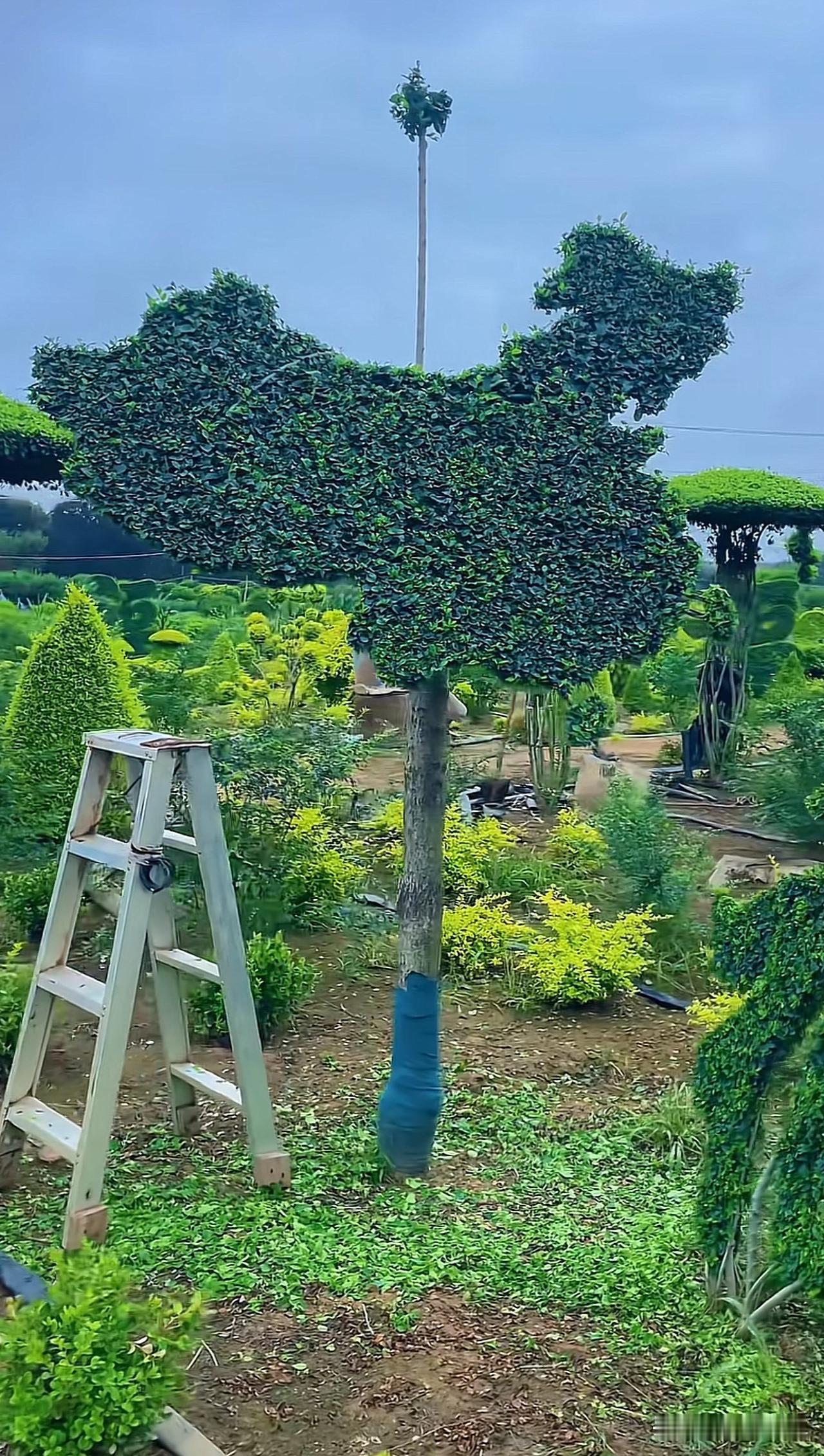 绿植造景，中国🇨🇳