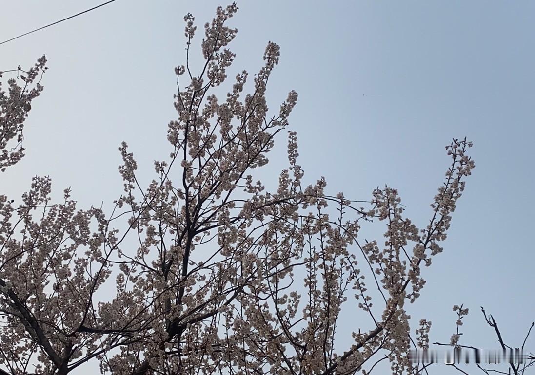 春日生活打卡季春日花开，万物复苏，愿你如花般绽放！🌸🌸🌸