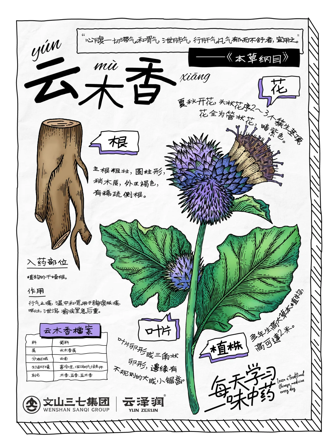 👉🏻每天学习一味中药|云木香