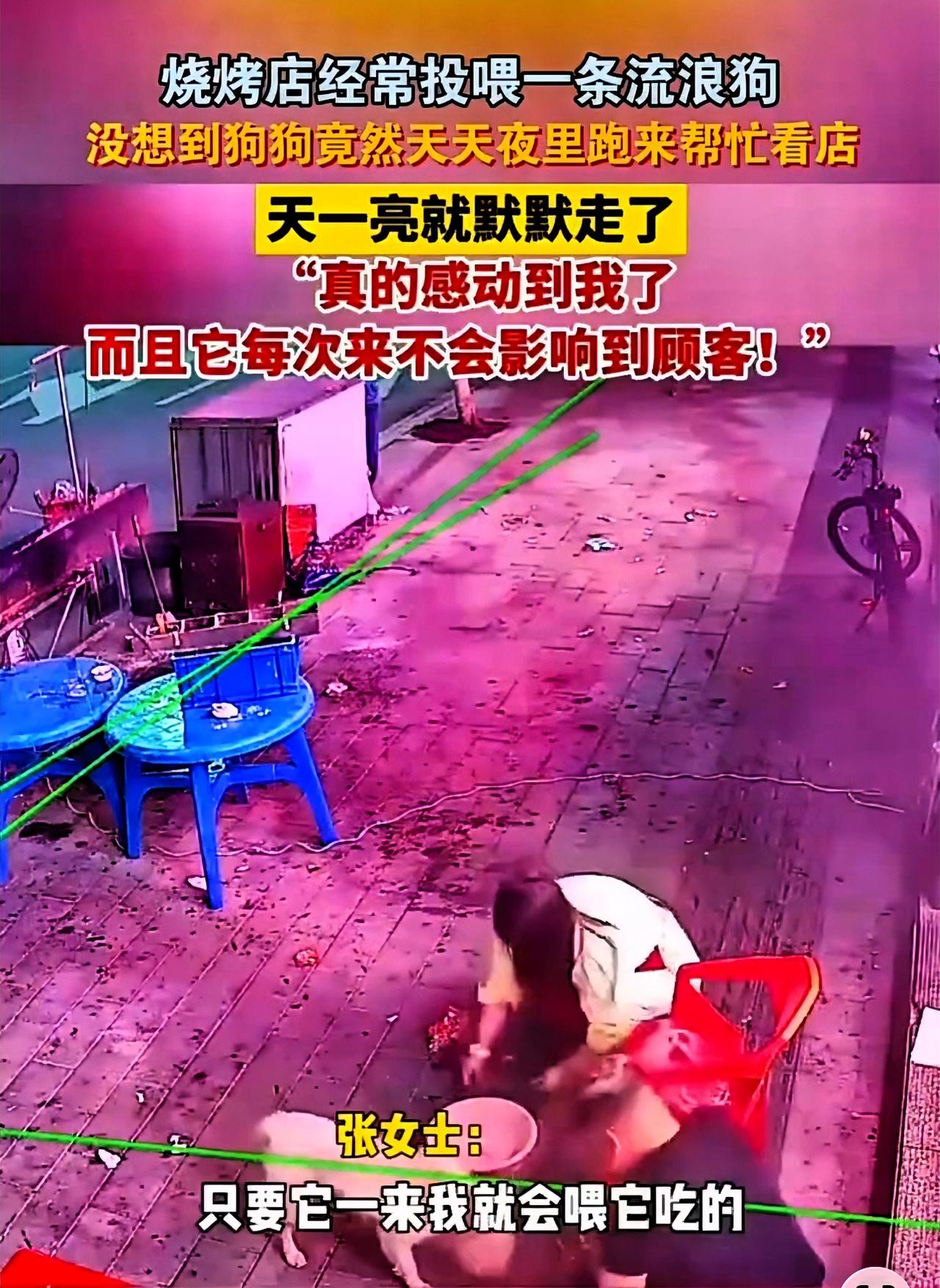 【烧烤店来了位“汪星人保安”】

我家烧烤店有位特殊“员工”——一只瘦得肚皮贴脊