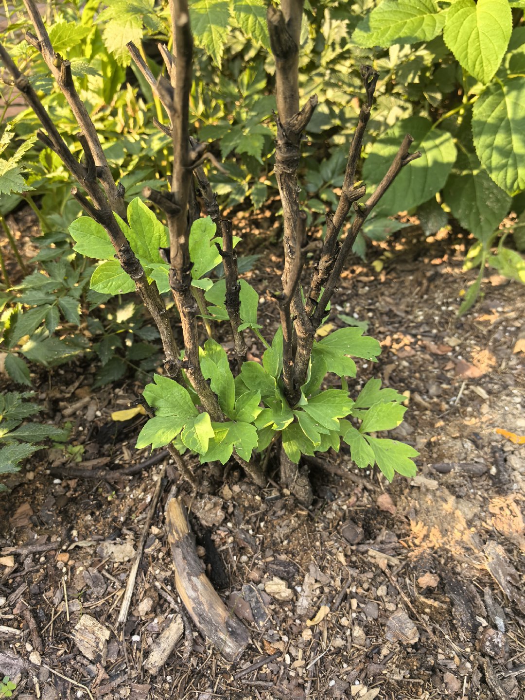 春天开放日种草了彩虹姐家的牡丹，立马网购了一棵回来，土壤改良做完了，每天盯着土浇
