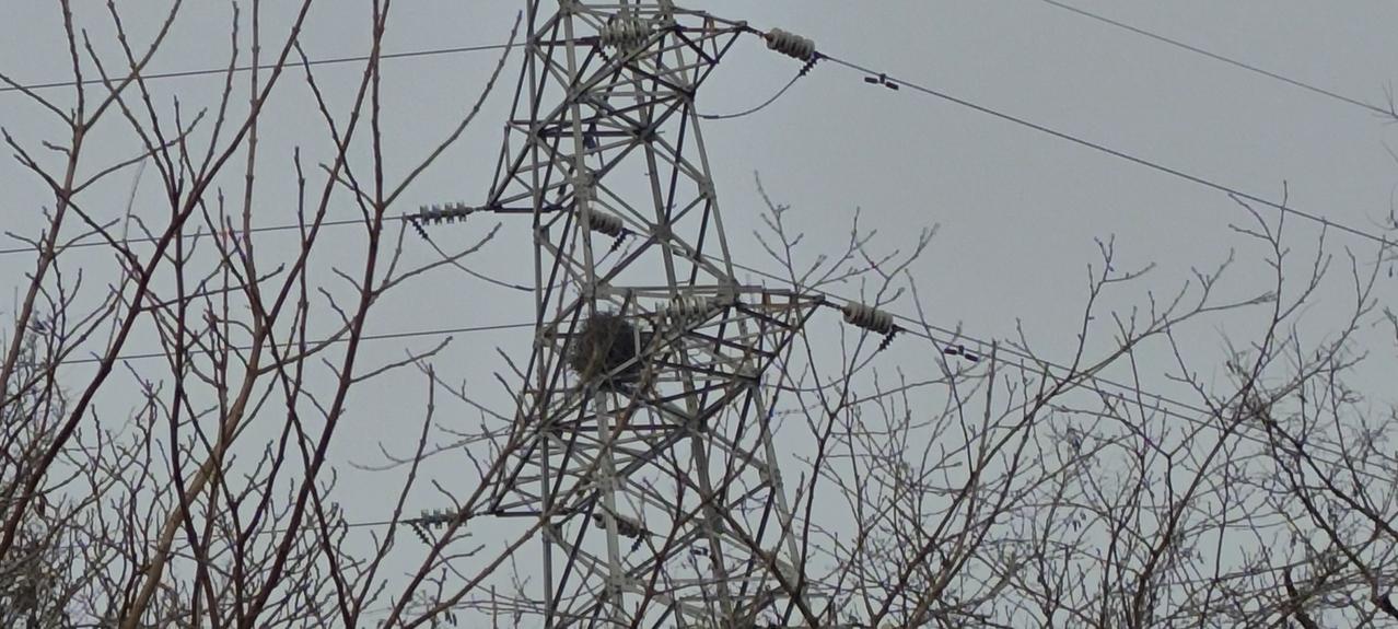 北京春天来了，小树都发芽了，花也开了