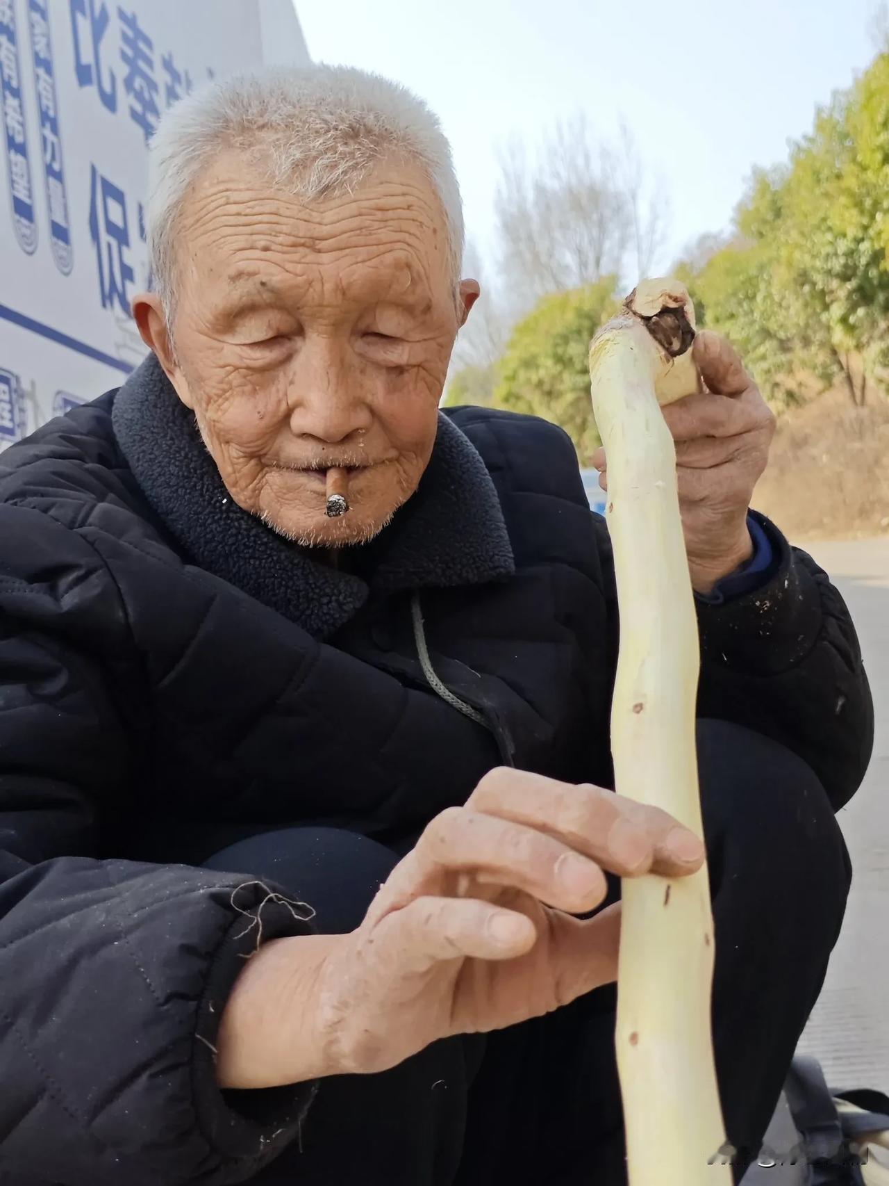 退休生活 做木头拐杖的老人。在宝鸡金台区斗鸡台长乐塬引渭渠路上碰到一位在路边用树