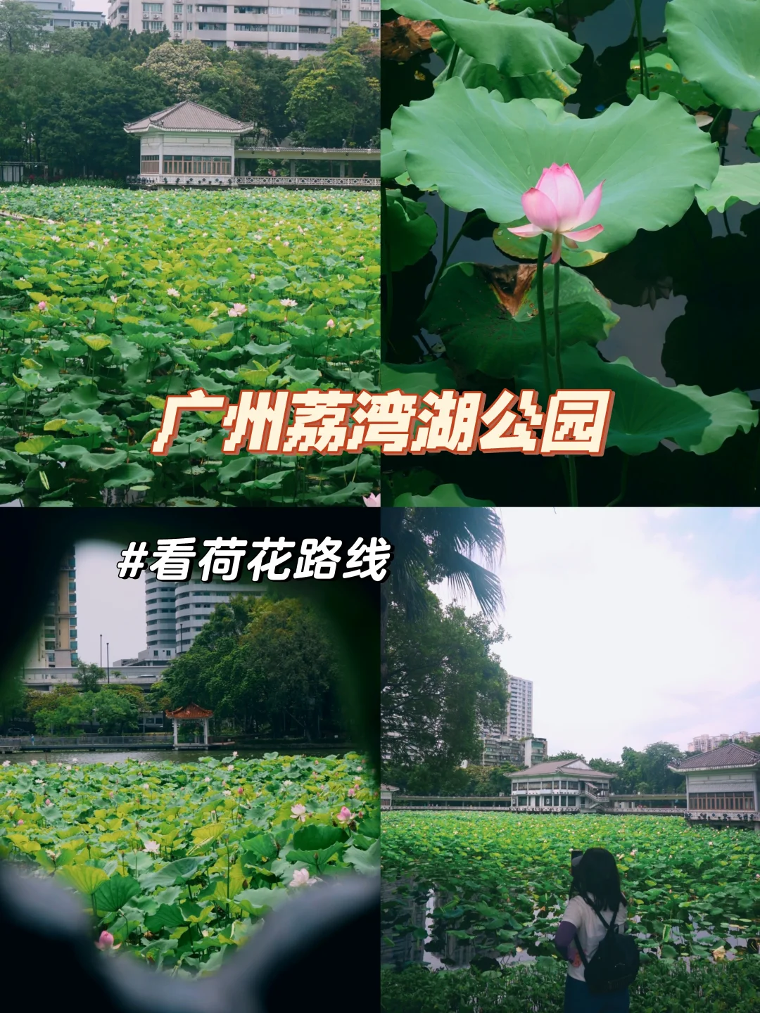 广州citywalk|荔湾湖公园看荷花（附路线）