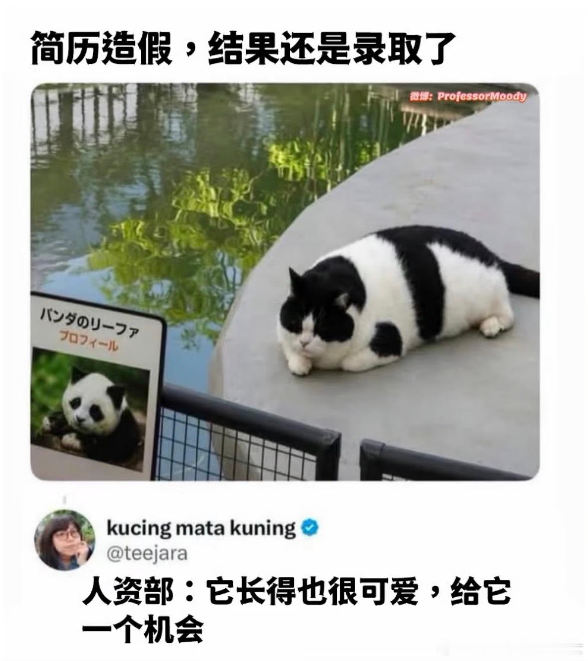 猫咪简历造假但还是被录取了 
