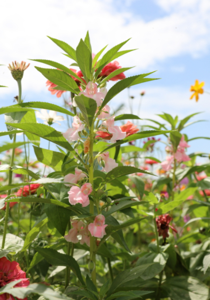 凤仙花的种植方法：一、土壤：凤仙花适宜在土层深厚、疏松肥沃、排水良好的砂质壤土中