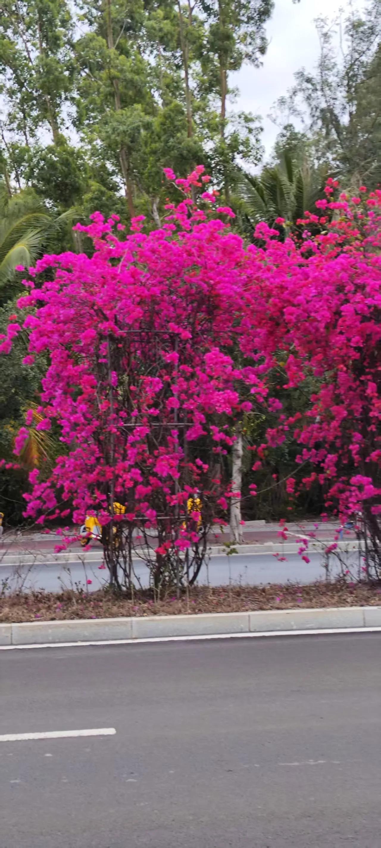 繁花似锦，粉映春光。