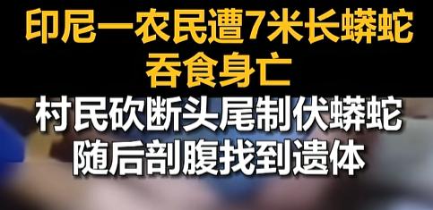 “这也太血腥了！”7月29日，印尼南苏拉威西省，一位种棕榈的大叔让7米长蟒蛇给吞