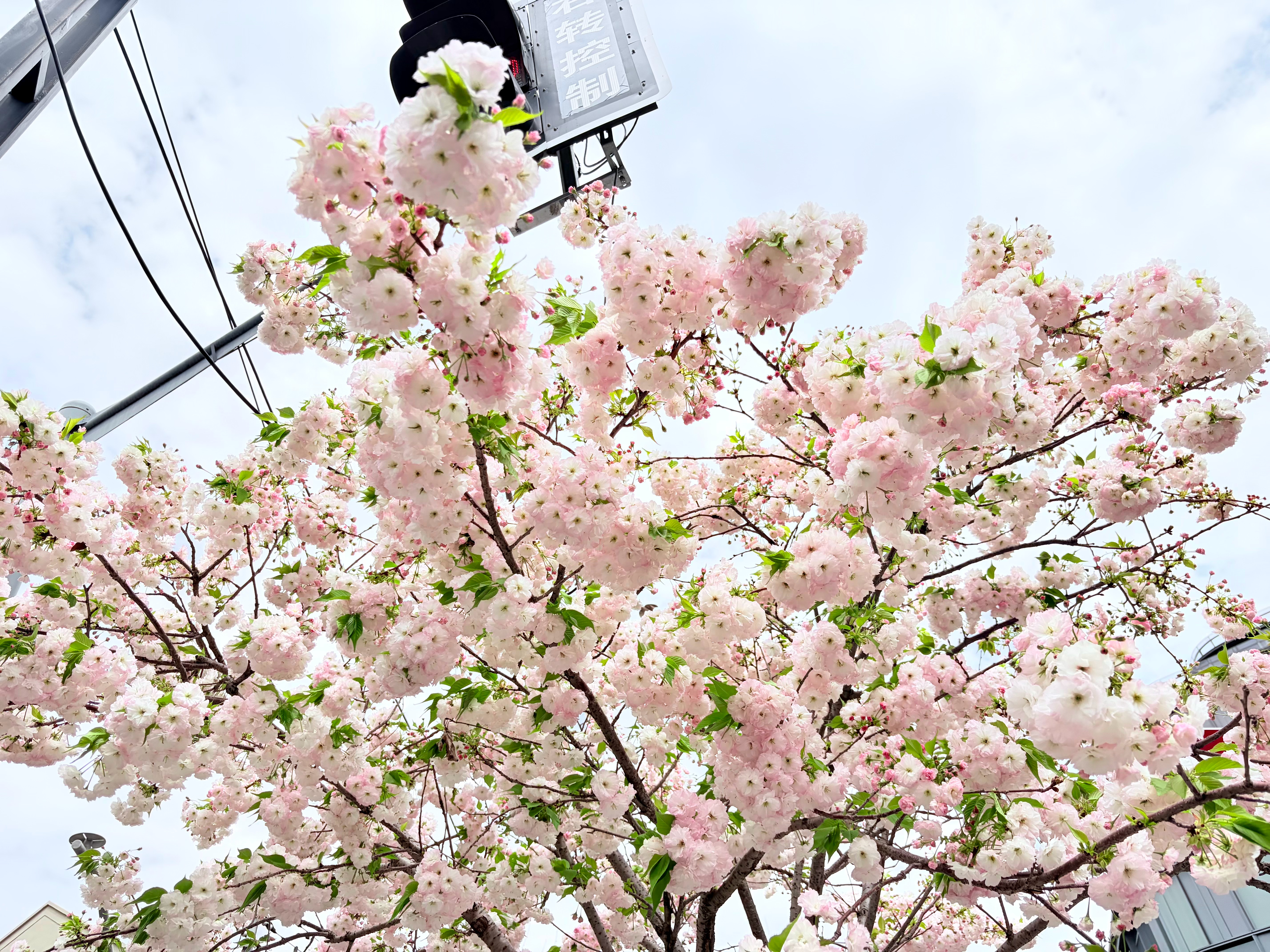 路过网红打卡点拍一张，虹口体育馆附近都是这种白色的花，春天的气息拉满啊～常青的摄