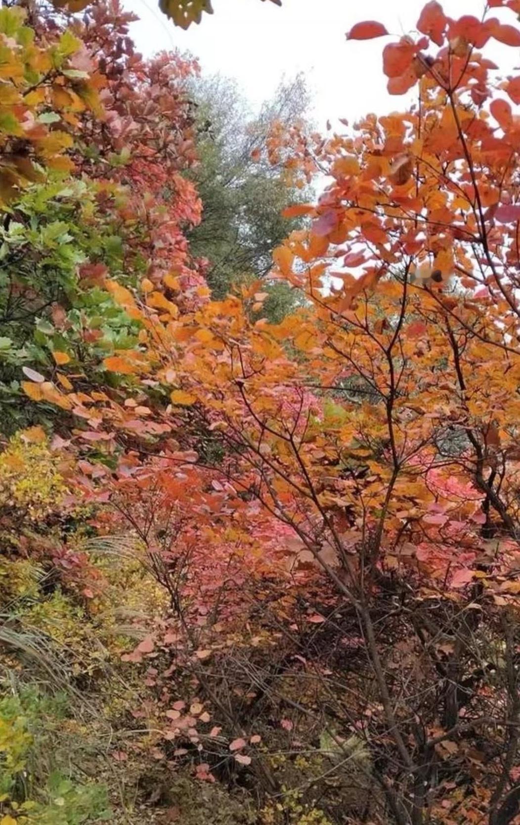 长安各峪口开了！秦岭红叶正旺，团标峪、太平峪家佛堂村、翠花山、天子峪东岭这些地方