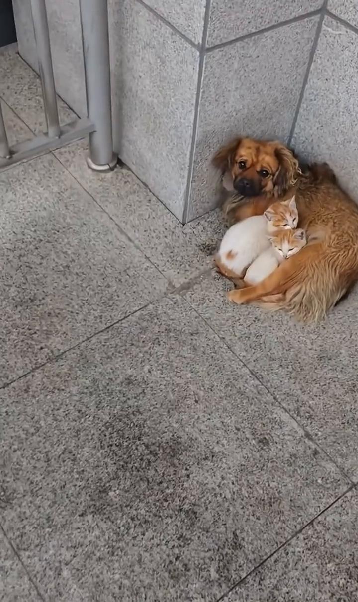 和谐相处，你是小公狗，小母狗。