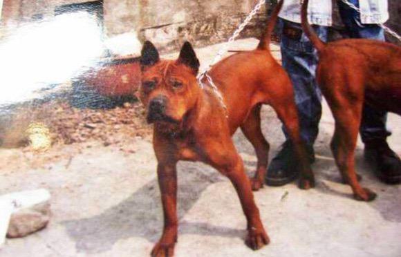 还是以前的老川东猎犬有味道，“国产比特”这不是外国比特犬，这是十几前年的川东猎犬