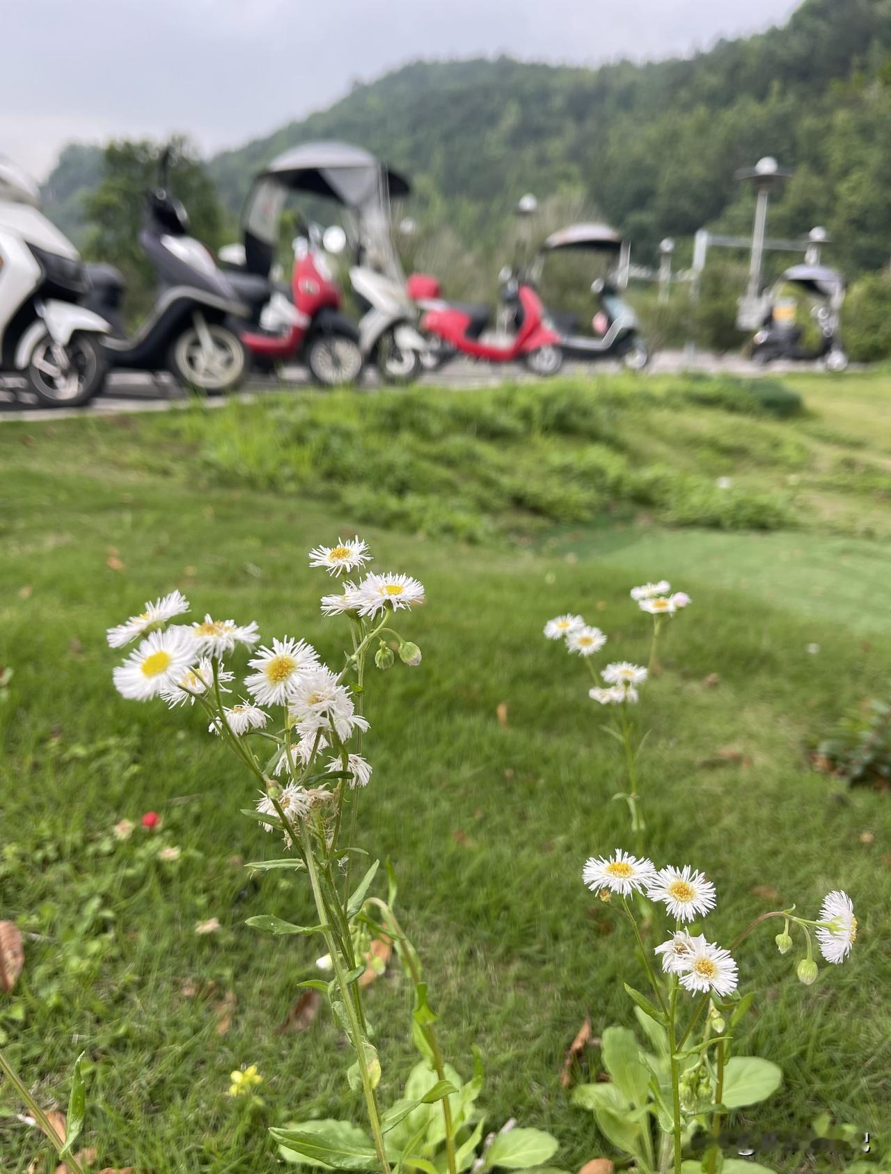 来到贵州天空之桥，山上的野花拍几张。
