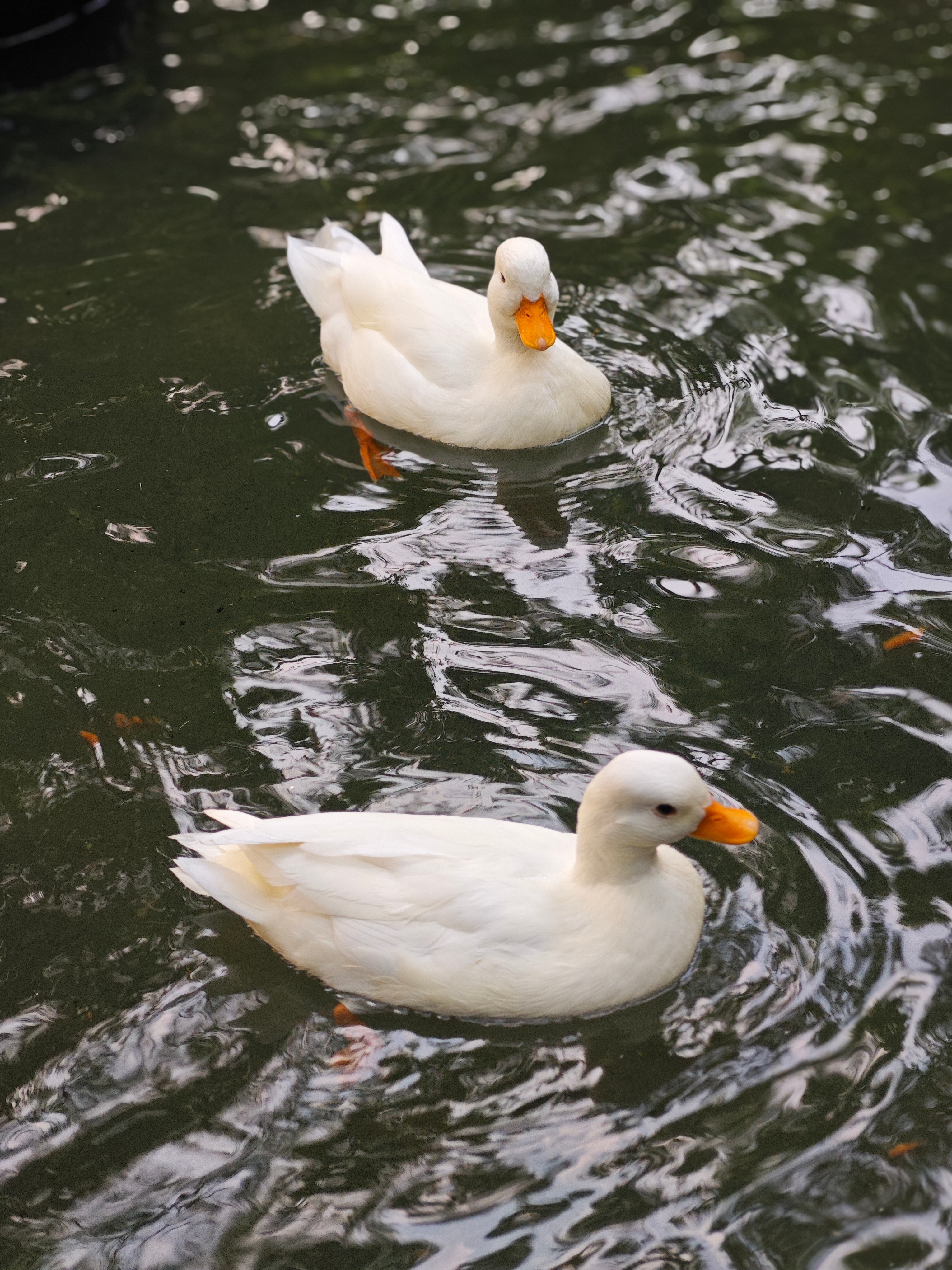 门前大桥下，游过一群鸭，快来快来数一数，二四六七八。🦆 