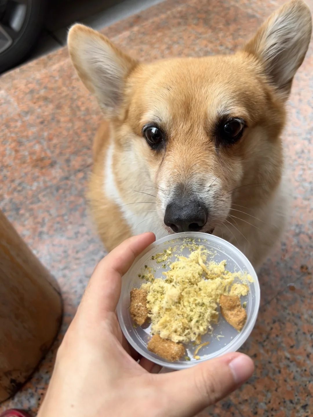 终于买到了小狗的健康零食!!!