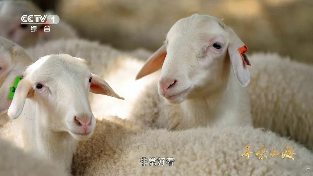 湖羊尾巴duangduang的湖羊的尾巴是天然暖宝宝 湖羊：耳朵大得能扇风，尾巴
