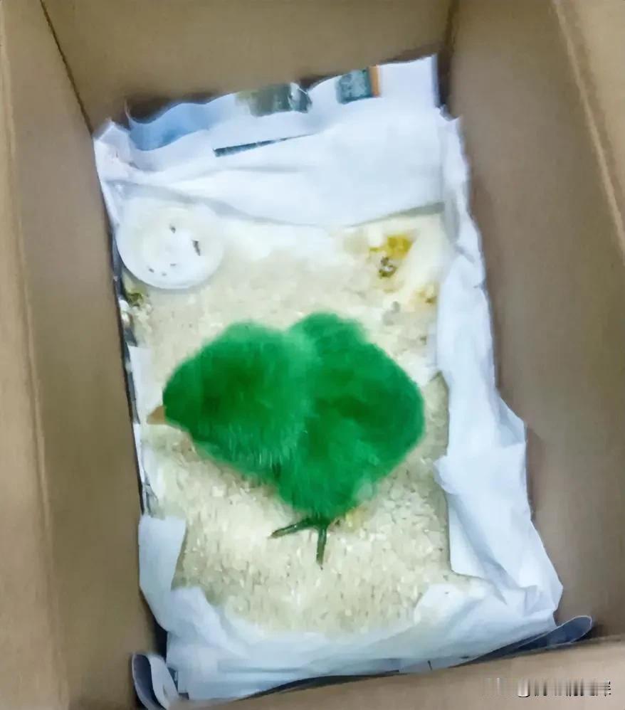 下楼去扔垃圾，在垃圾桶旁边看到了这样的一个东西，我看了半天都看出来这是什么，这位